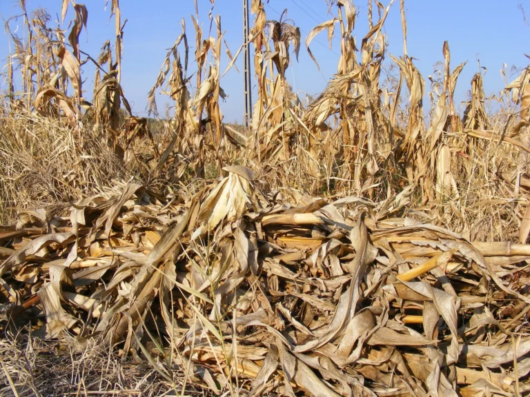 organic feedstock, harvested corn leaves letfover