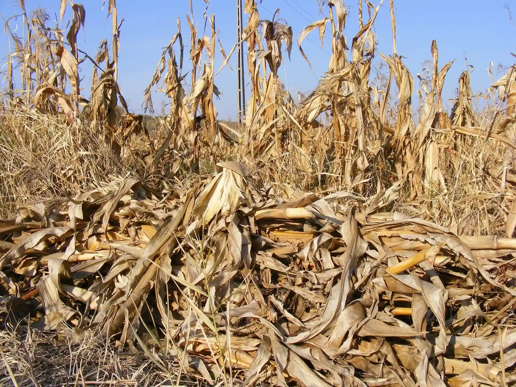 organic feedstock, harvested corn leaves letfover