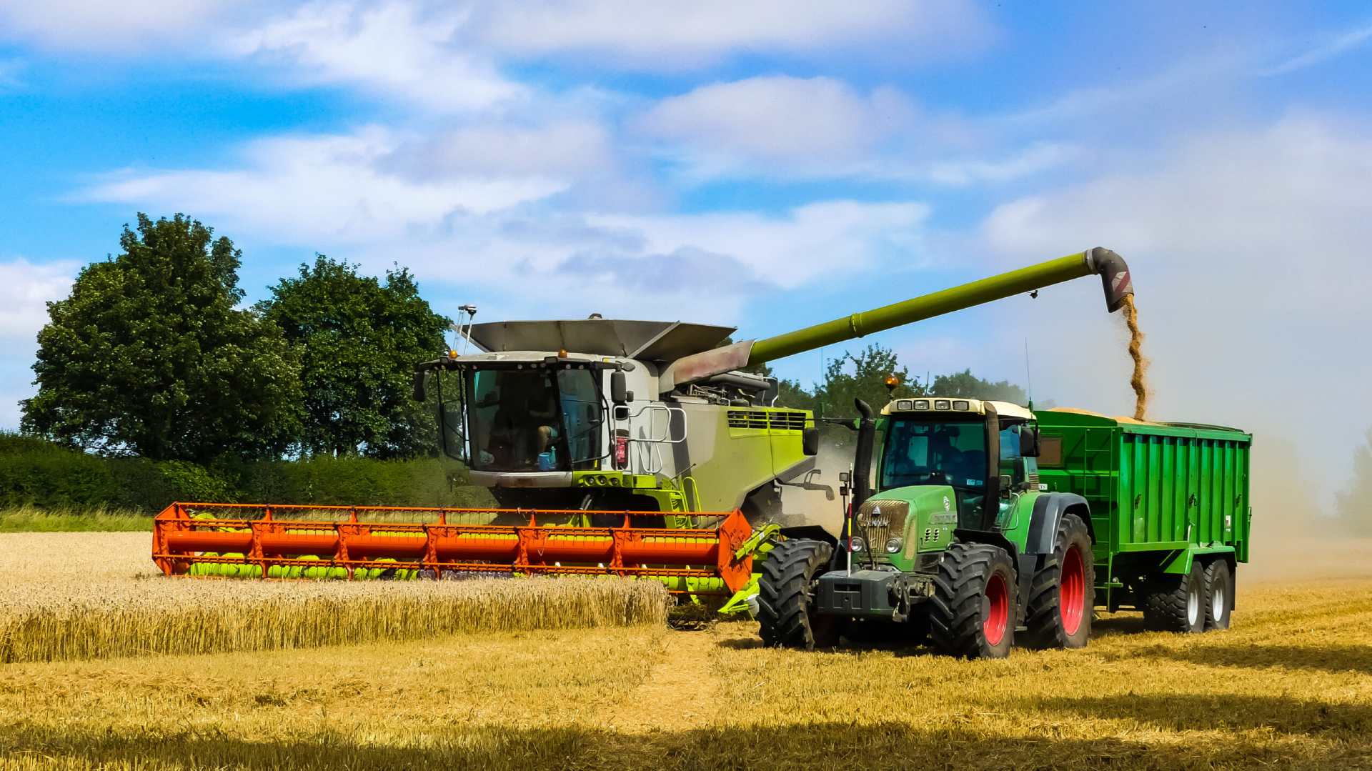 Colourful combine harvester working a wheat field with a tractor and trailer moving alongside. Grain from the elevator being uploaded. Dust cloud behind. Landscape image with space for copy. England.